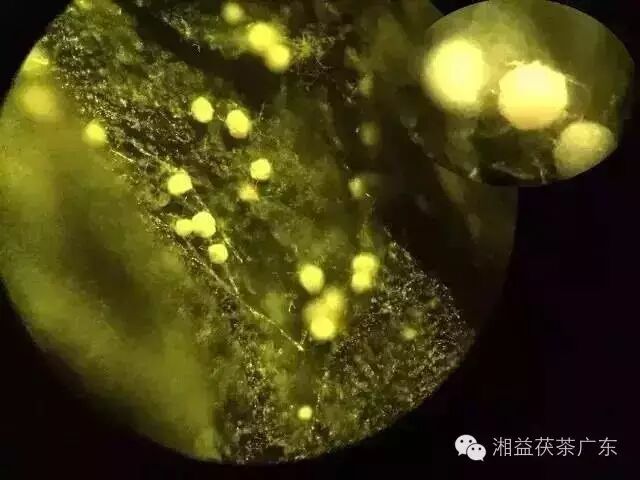 权威丨世界奇观：茶界专家解密安化黑茶“金花菌”的 价值！黑茶