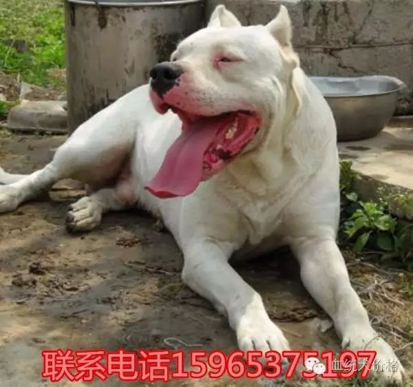 杜高犬又名阿根廷獒或阿根廷杜高犬,其拉丁名dogo在西班牙语中意为