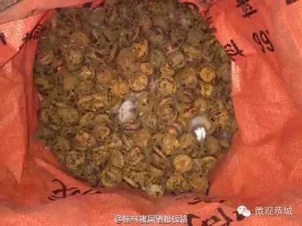 恭城马蹄滞销！求帮忙！153 / 作者:欧耶 / 帖子ID:111556