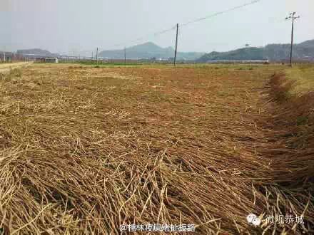 恭城马蹄滞销！求帮忙！855 / 作者:欧耶 / 帖子ID:111556