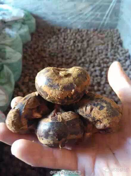 恭城马蹄滞销！求帮忙！607 / 作者:欧耶 / 帖子ID:111556