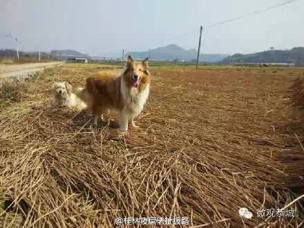 恭城马蹄滞销！求帮忙！818 / 作者:欧耶 / 帖子ID:111556