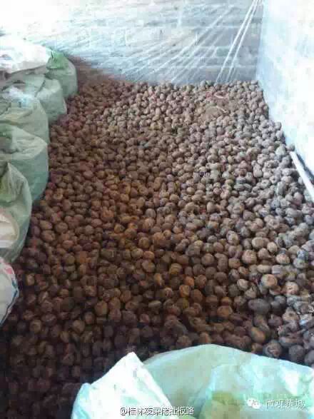 恭城马蹄滞销！求帮忙！988 / 作者:欧耶 / 帖子ID:111556