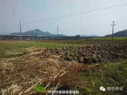 恭城马蹄滞销！求帮忙！239 / 作者:欧耶 / 帖子ID:111556