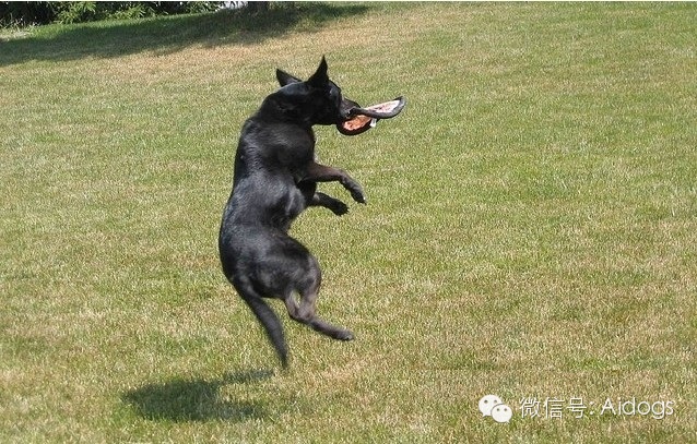 爱道格每日一犬澳大利亚卡尔比犬