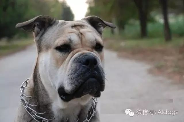 爱道格每日一犬马略卡獒科达布犬马略尔卡岛斗牛犬马略卡獒犬