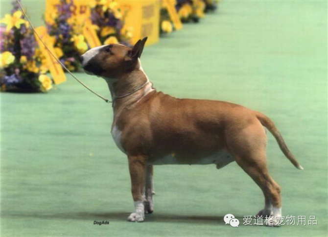 爱道格每日一犬牛头梗