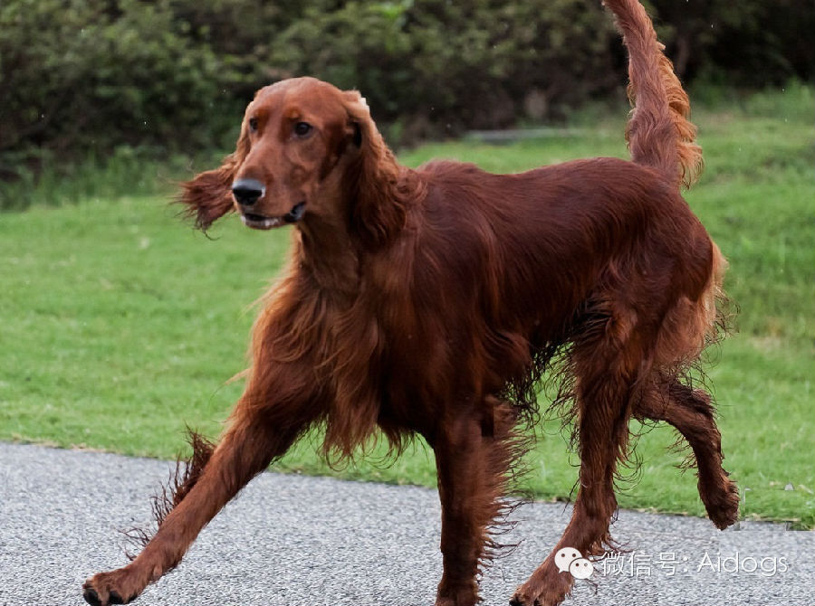 爱道格每日一犬爱尔兰雪达犬