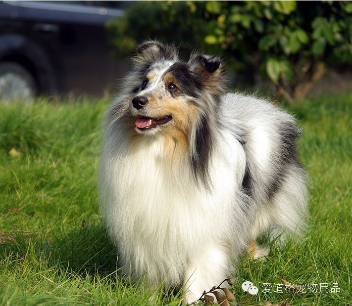 颗粒型 这种犬粮是针对于犬的营养需要经过精心配置的,价格便宜,营养全面,而且非常方便,用冷水把颗粒饲料浸泡10到30分钟便可以了。 粉末型 这种犬粮是上一种的粉末状犬粮,和上一种所用的原料相同,3.5元一斤。 饲养喜乐蒂牧羊犬是一件很细致的工作,犬粮的配置特别重要,营养成分是不是合理会一接影响到爱犬的一生。 根据喜乐蒂牧羊犬的产地,气候等诸多的因素介绍犬几种简单的日粮配方,已经过多只的牧羊犬饲喂,效果非常好。 配方: 配方1 谷类400克,蔬菜150克,肉类400克,盐5~15克,把这些成分煮熟做成食团