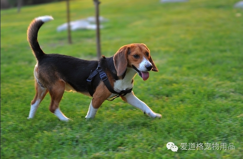 爱道格每日一犬---比格犬