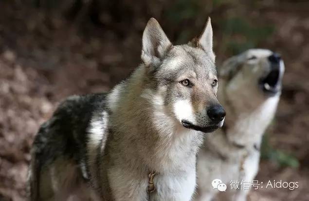 爱道格每日一犬---捷克狼犬(捷克斯洛伐克威勒科犬)