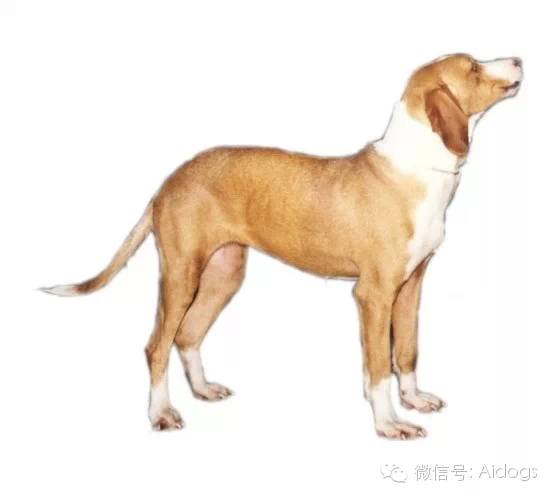 爱道格每日一犬---波萨维茨猎犬