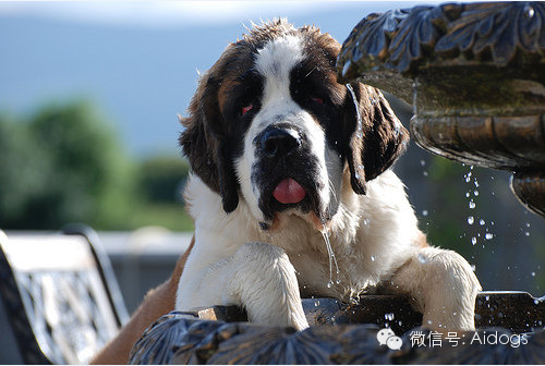 爱道格每日一犬---圣伯纳犬