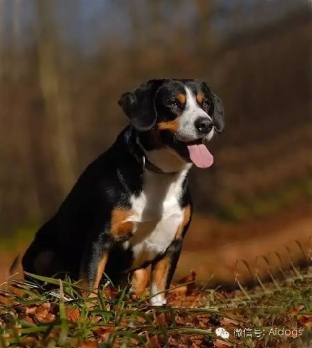 爱道格每日一犬---恩特布山地犬(恩特布犬)