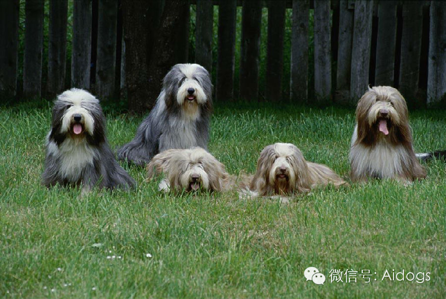 爱道格每日一犬 长须柯利牧羊犬 爱道格宠物用品官方微博 新浪博客