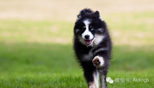 爱道格每日一犬---芬兰拉普猎犬(拉品可亚犬)