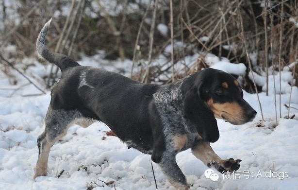 每日一犬---蓝色加斯科涅短腿犬(加斯科尼短腿蓝犬, 矮腿长耳布卢猎犬