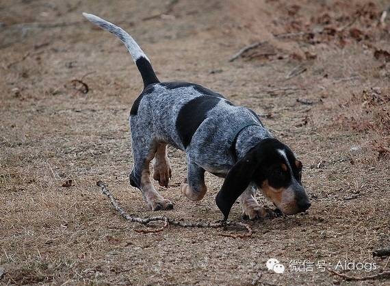 每日一犬---蓝色加斯科涅短腿犬(加斯科尼短腿蓝犬, 矮腿长耳布卢猎犬