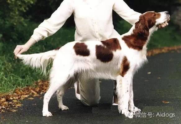 爱道格每日一犬---爱尔兰红白蹲猎犬(花蹲猎犬)