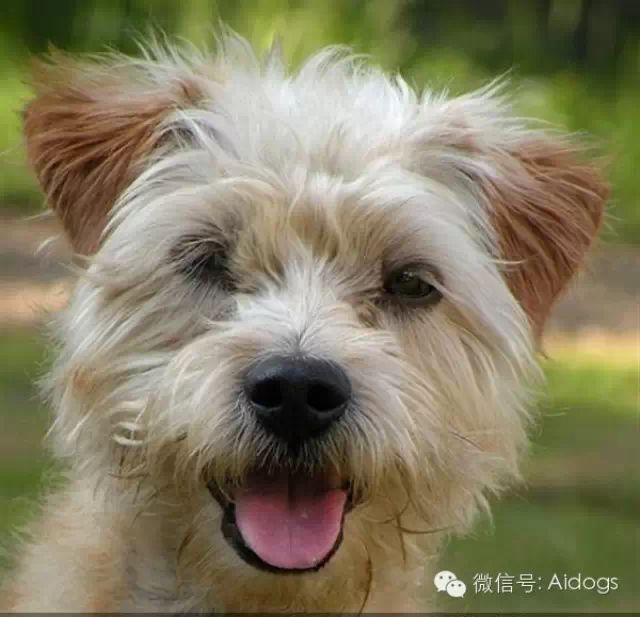 爱道格每日一犬---荷兰斯姆茨杭德犬(荷兰刚毛犬)