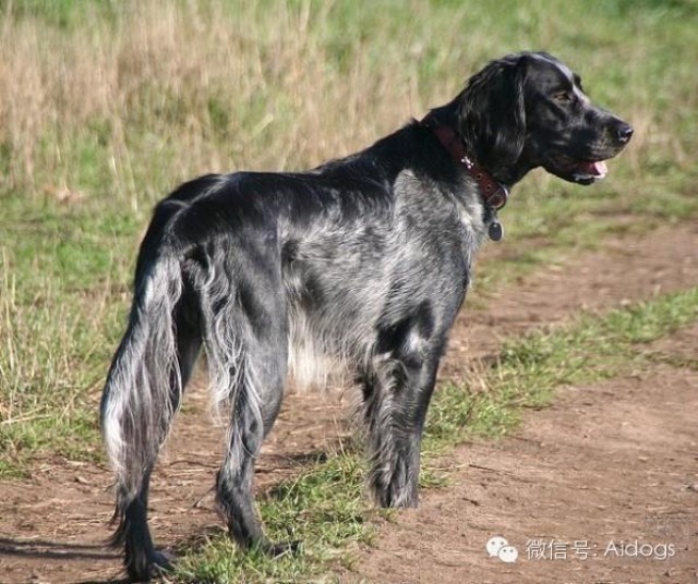 爱道格每日一犬蓝色匹卡迪档猎犬蓝色皮卡德大猎犬伊巴尼尔蓝皮卡第犬