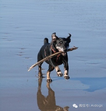 爱道格每日一犬---德国猎梗(德国梗)