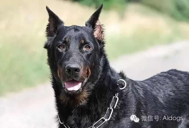 爱道格每日一犬---法国狼犬