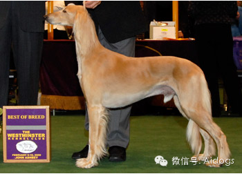 爱道格每日一犬萨路基猎犬