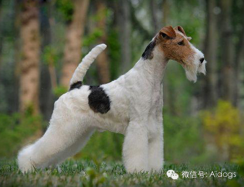 爱道格每日一犬---刚毛猎狐梗