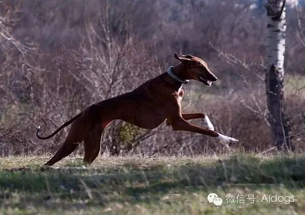爱道格每日一犬阿札瓦克犬