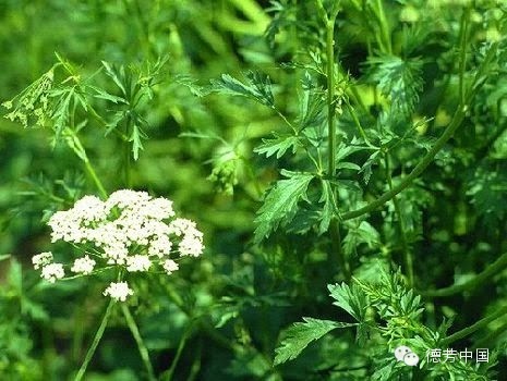 这种学名为pimpinella anisum的洋茴香,其具有类似香菜(芫荽)般的叶子