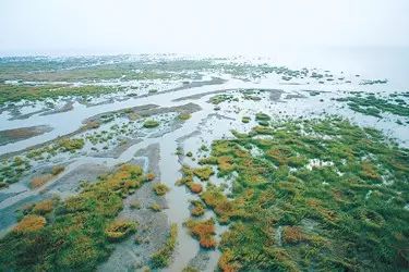 九段沙湿地具有宝贵的生态价值,由长江泥沙沉积而成,上世纪60