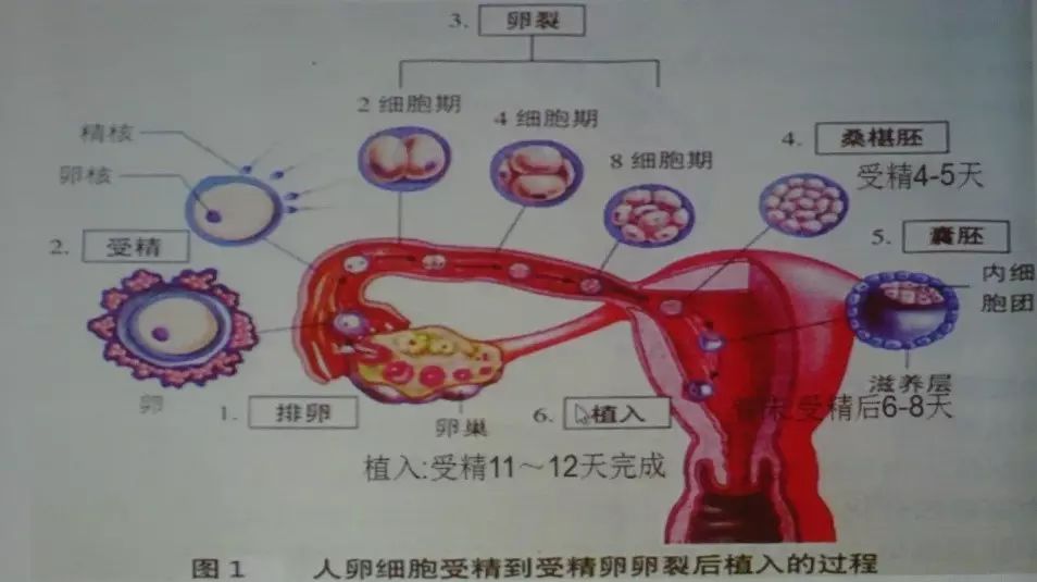 二,人卵细胞受精到受精卵卵裂后植入的过程