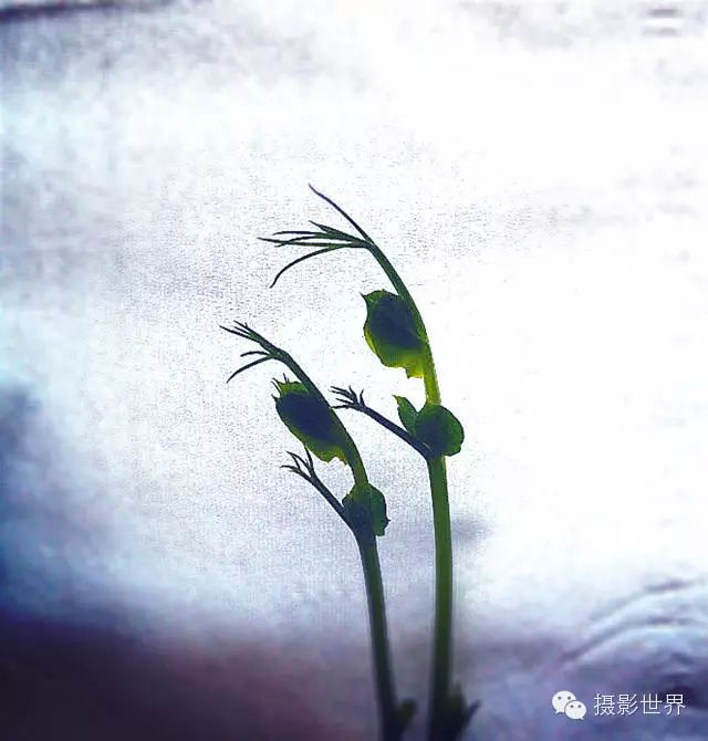 万物生长第42期微影赛获奖作品