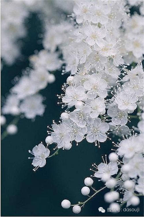 赏花,悟语,淡然品人生 - 快乐者 快乐着 - shangshanruoshui的博客 赏花,悟语,淡然品人生 - 快乐者 快乐着 - shangshanruoshui的博客