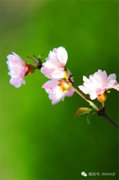 赏花,悟语,淡然品人生 - 快乐者 快乐着 - shangshanruoshui的博客 赏花,悟语,淡然品人生 - 快乐者 快乐着 - shangshanruoshui的博客