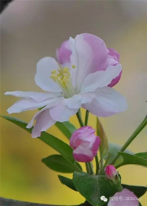 赏花,悟语,淡然品人生 - 快乐者 快乐着 - shangshanruoshui的博客 赏花,悟语,淡然品人生 - 快乐者 快乐着 - shangshanruoshui的博客