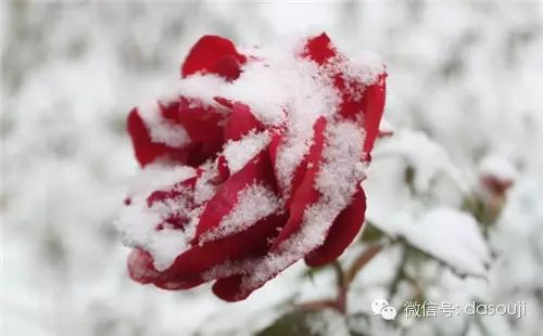 赏花,悟语,淡然品人生 - 快乐者 快乐着 - shangshanruoshui的博客 赏花,悟语,淡然品人生 - 快乐者 快乐着 - shangshanruoshui的博客
