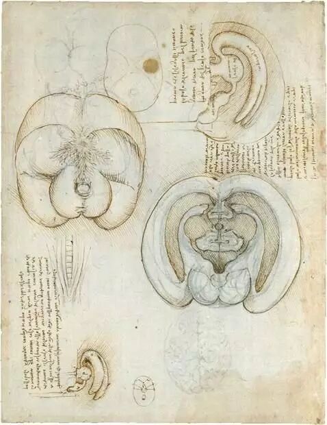 达芬奇做解剖，是为了寻找灵魂！