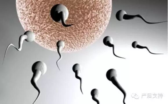 【备孕】精子成活率的正常值是多少-怀孕期