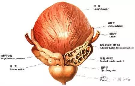 【备孕】精液太多难怀孕 一次射精多于6毫升为多精液症-怀孕期