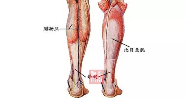 小腿位于人体腿部"膝盖以下,脚踝以上,主要肌肉组成是腓肠肌和比目鱼