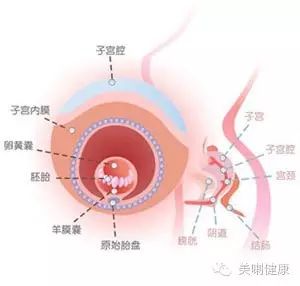 【怀孕周期解析】妊娠第二个月妈咪和宝宝的变化!