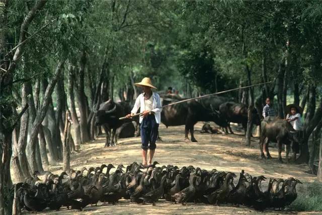 20万张底片 这个日本人记录了80年代中国最全影像