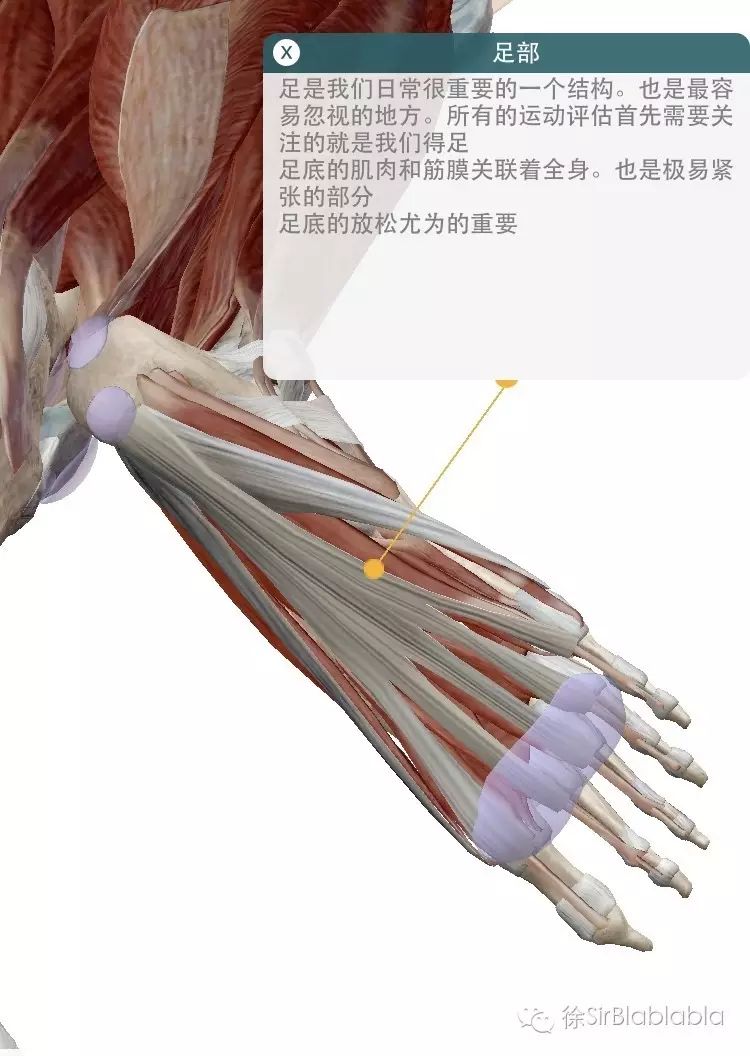 乃们先看看自己的足底和小腿肌肉结构