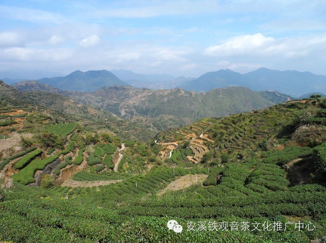 安溪铁观音名镇 铁观音发源地西坪镇