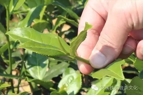铁观音的采摘