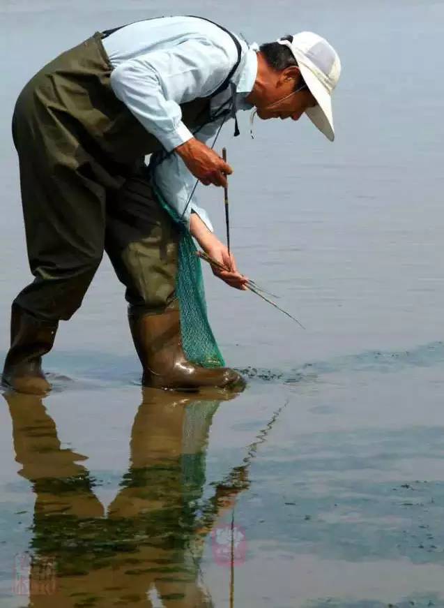 潮水落去,大海滩裸露出来,钓蛏子就在海滩上钓.