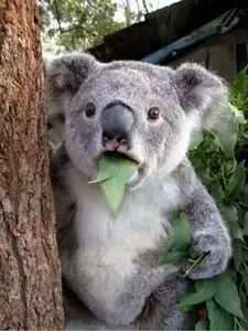 ――二战德国军歌全集_二战德国军歌_德国二战装甲师军歌mp3