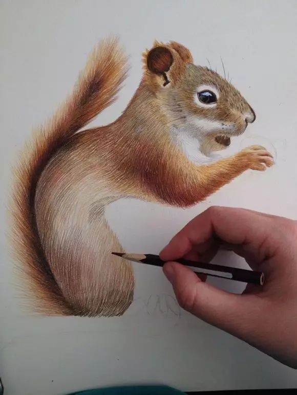 【彩铅手绘动物】画一只呆萌的小松鼠